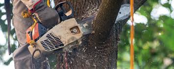 Reliable Coldwater, OH Tree Care  Solutions